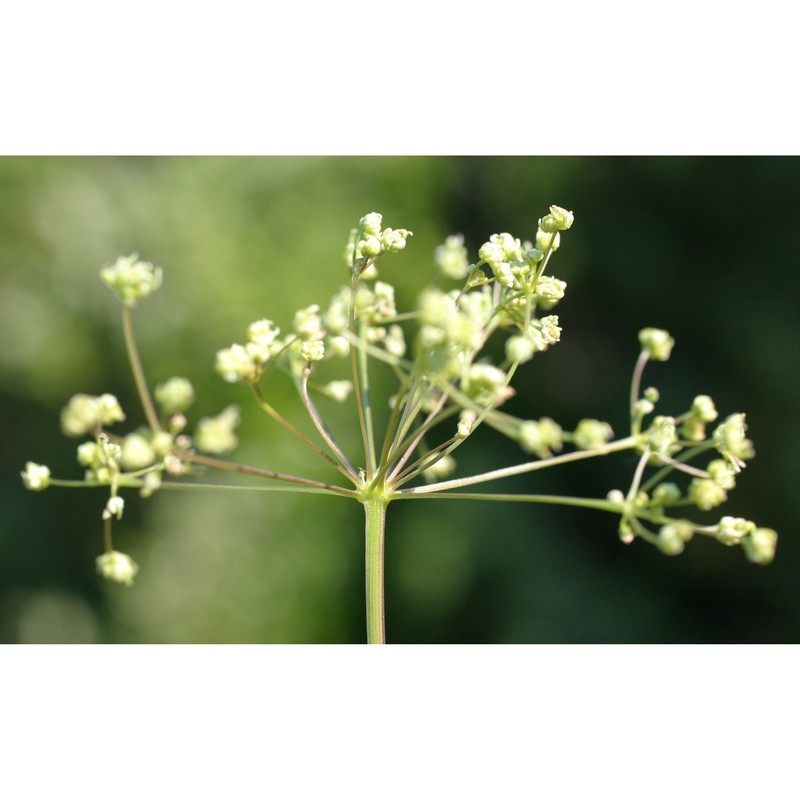 trinia glauca (l.) dumort.