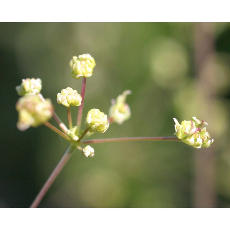 trinia glauca (l.) dumort.