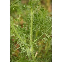 visnaga crinita (guss.) giardina et raimondo