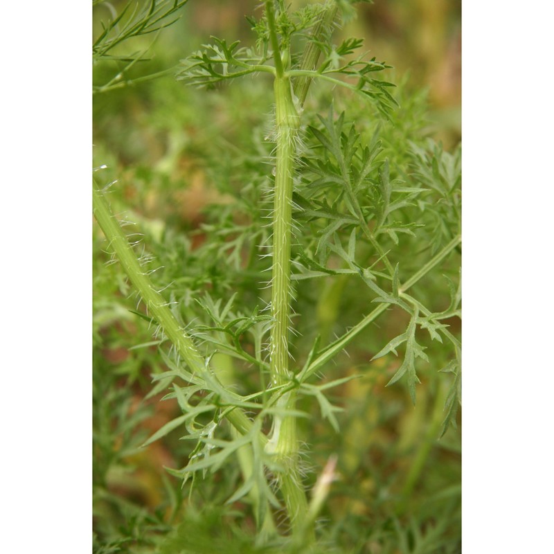 visnaga crinita (guss.) giardina et raimondo