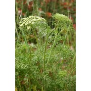 visnaga crinita (guss.) giardina et raimondo