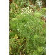 visnaga crinita (guss.) giardina et raimondo