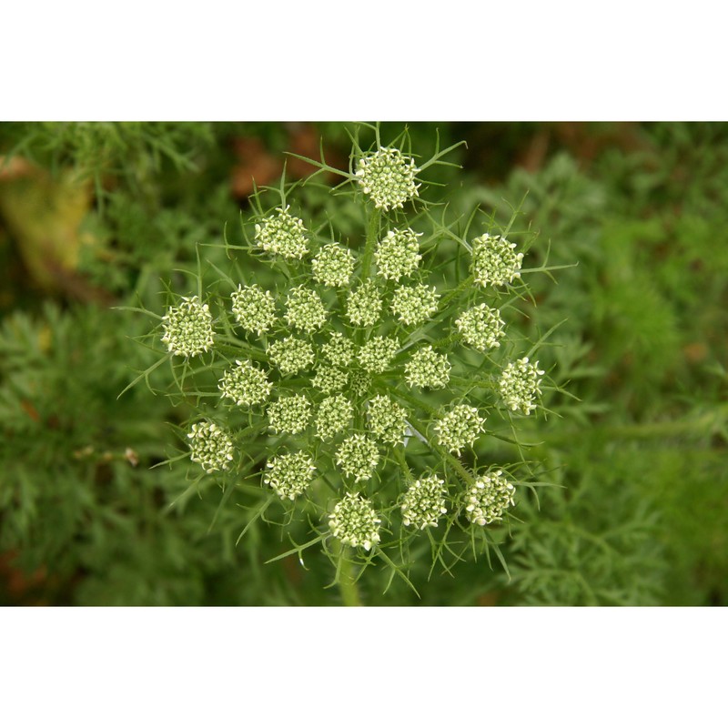 visnaga crinita (guss.) giardina et raimondo