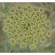 visnaga daucoides gaertn.