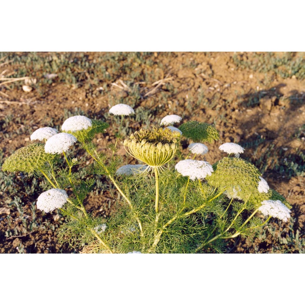 visnaga daucoides gaertn.