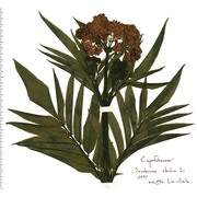 sambucus ebulus l.