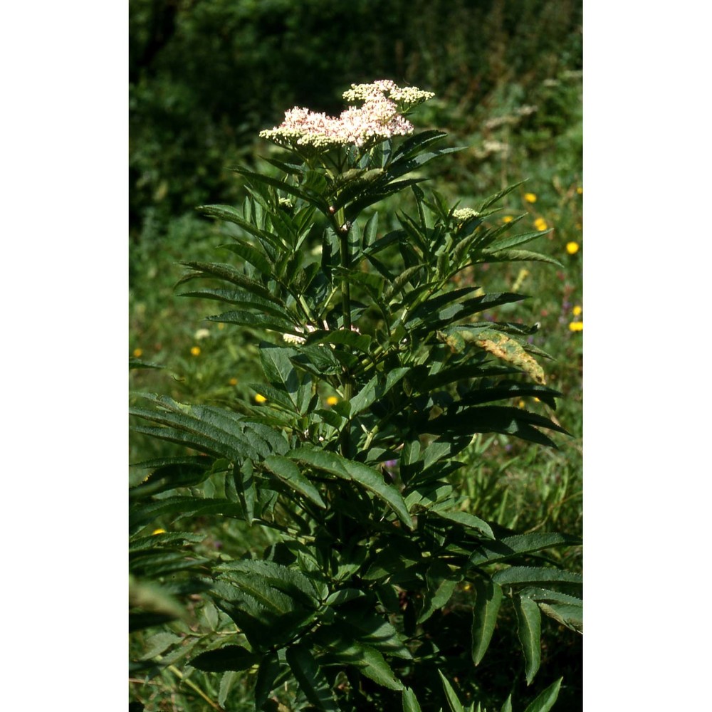 sambucus ebulus l.