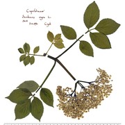 sambucus nigra l.