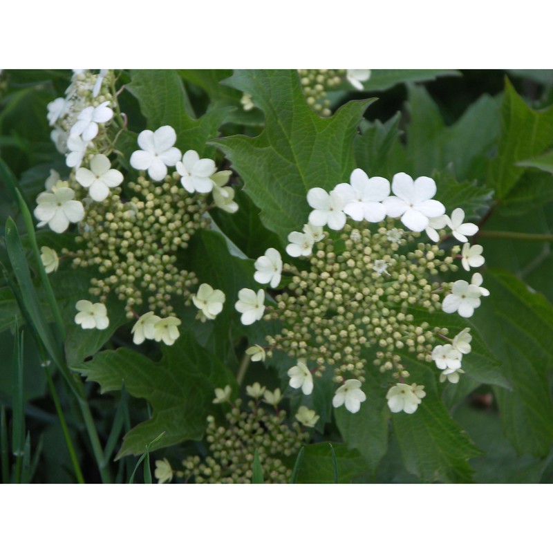 viburnum opulus l.