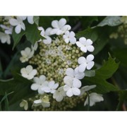 viburnum opulus l.