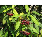 viburnum rhytidophyllum hemsl.