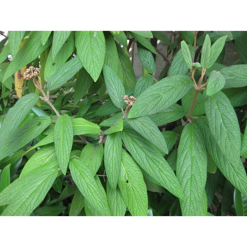 viburnum rhytidophyllum hemsl.