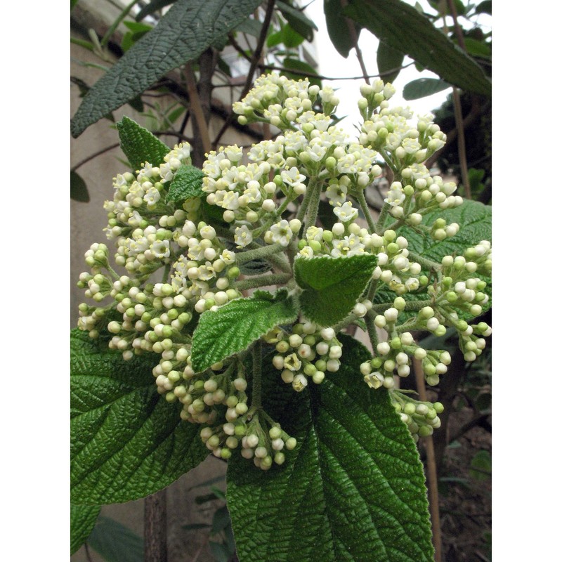 viburnum rhytidophyllum hemsl.