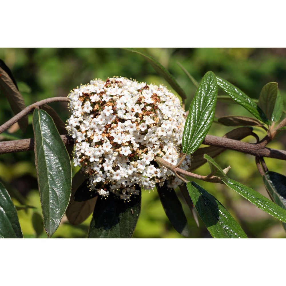 viburnum rhytidophyllum hemsl.