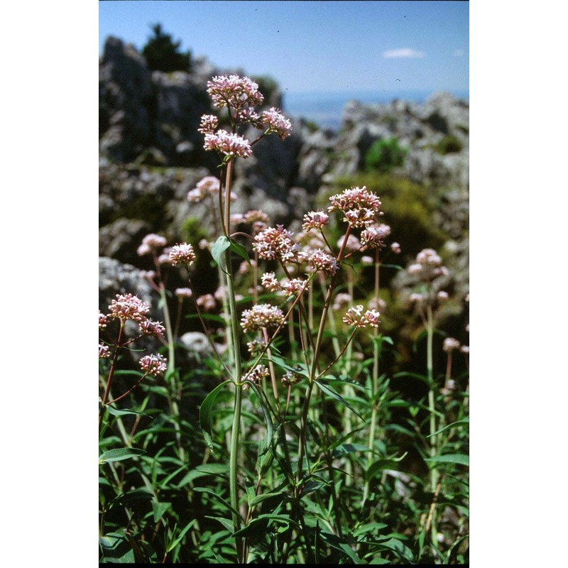 centranthus amazonum fridl. et a. raynal