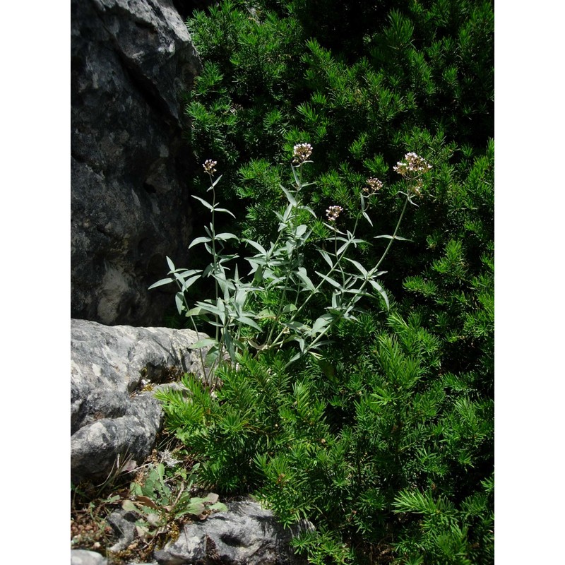 centranthus amazonum fridl. et a. raynal