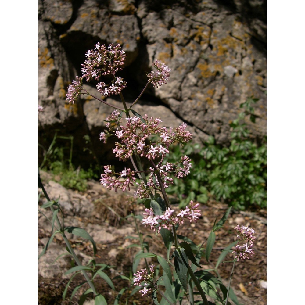 centranthus amazonum fridl. et a. raynal