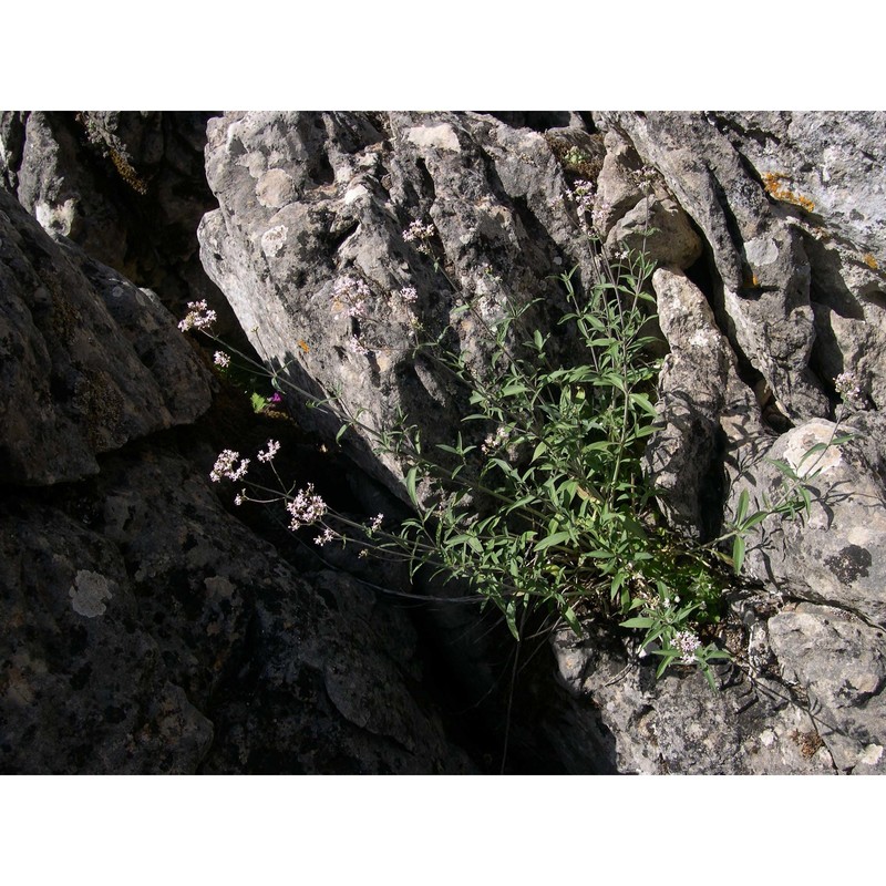 centranthus amazonum fridl. et a. raynal