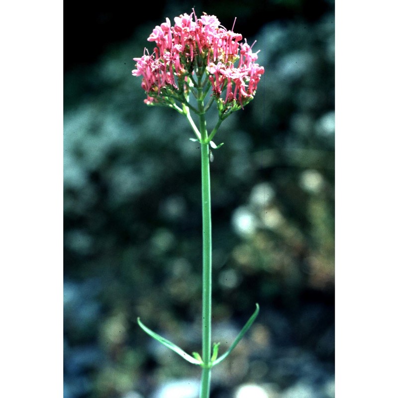 centranthus angustifolius (mill.) dc.