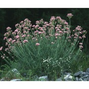 centranthus angustifolius (mill.) dc.