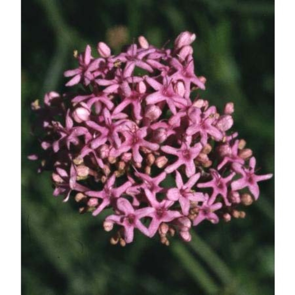 centranthus angustifolius (mill.) dc.