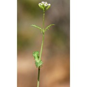 centranthus calcitrapae (l.) dufr.