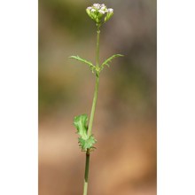 centranthus calcitrapae (l.) dufr.