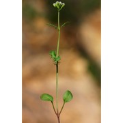 centranthus calcitrapae (l.) dufr.