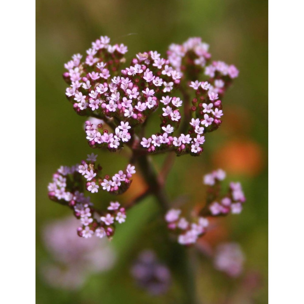 centranthus calcitrapae (l.) dufr.