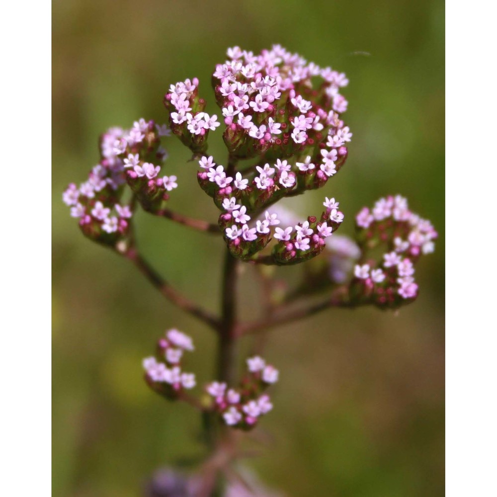 centranthus calcitrapae (l.) dufr.