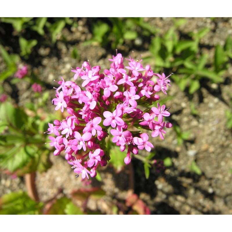 centranthus macrosiphon boiss.