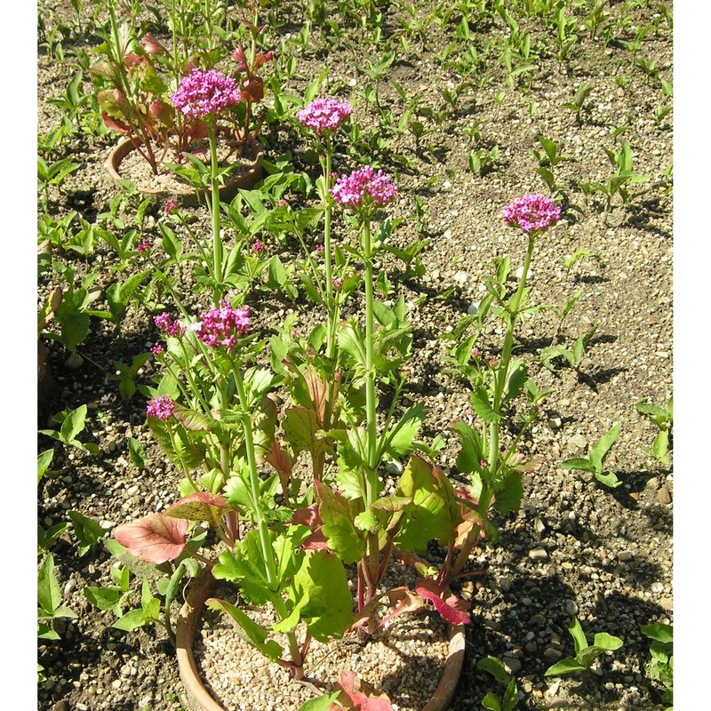 centranthus macrosiphon boiss.