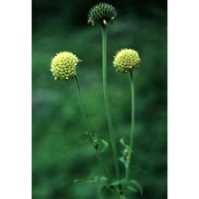 cephalaria alpina (l.) roem. et schult.