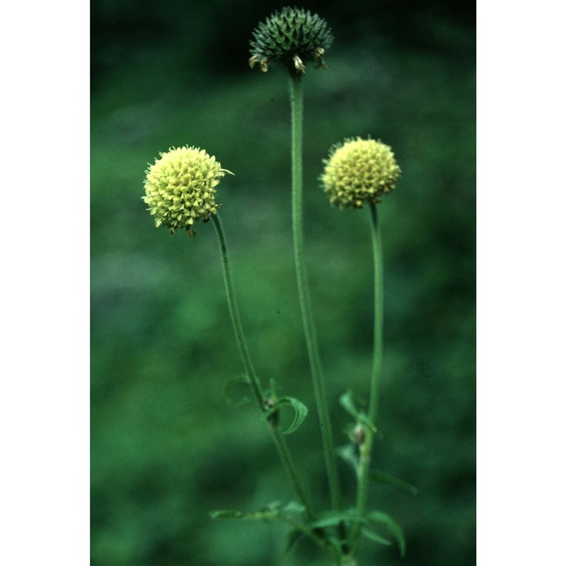 cephalaria alpina (l.) roem. et schult.