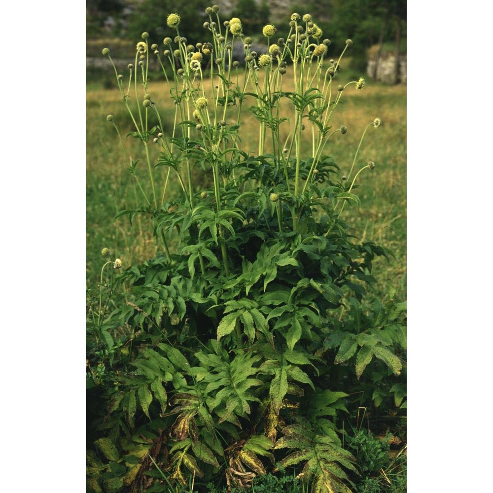 cephalaria alpina (l.) roem. et schult.