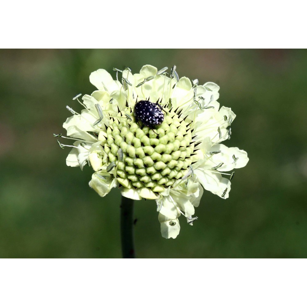 cephalaria gigantea (ledeb.) bobrov