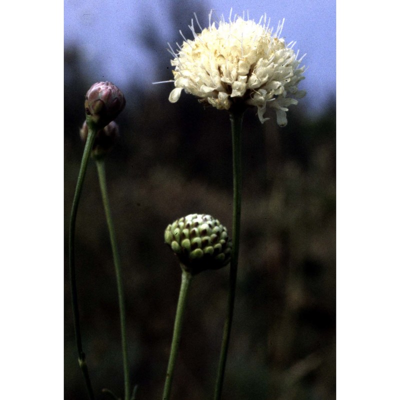 cephalaria leucantha (l.) roem. et schult.