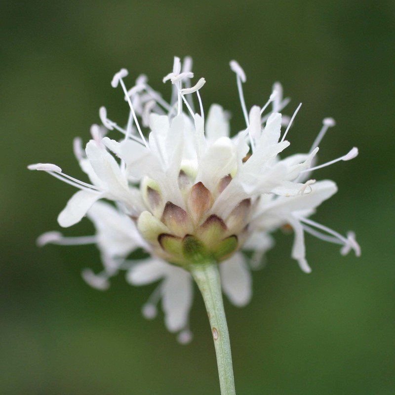 cephalaria leucantha (l.) roem. et schult.