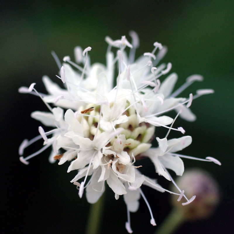 cephalaria leucantha (l.) roem. et schult.