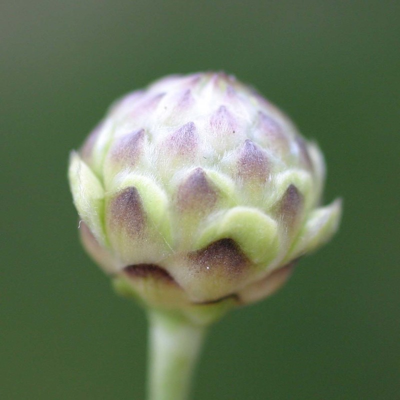 cephalaria leucantha (l.) roem. et schult.