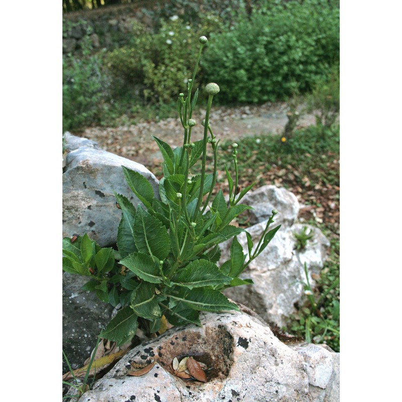 cephalaria mediterranea viv.