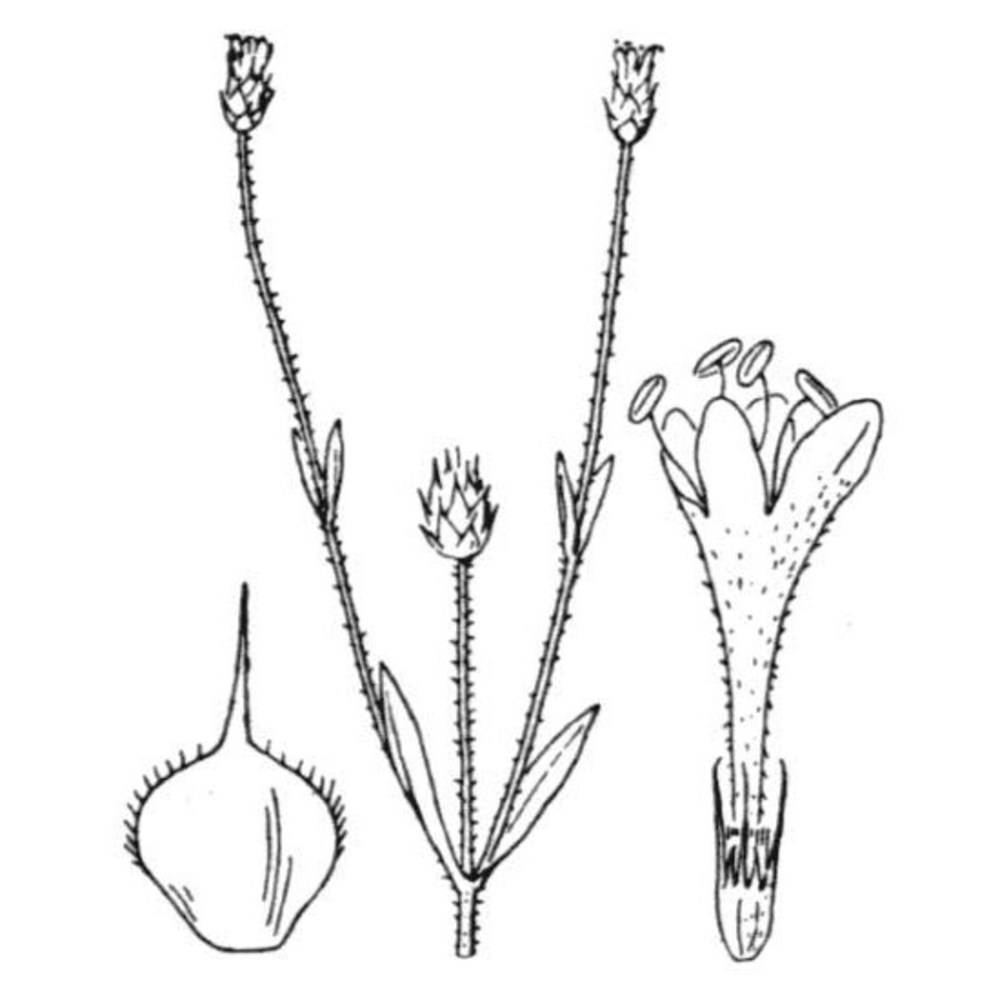 cephalaria syriaca (l.) roem. et schult.