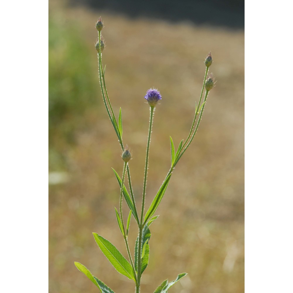 cephalaria syriaca (l.) roem. et schult.