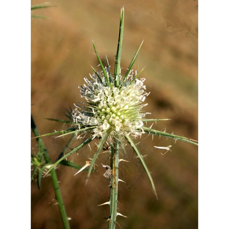 dipsacus ferox loisel.