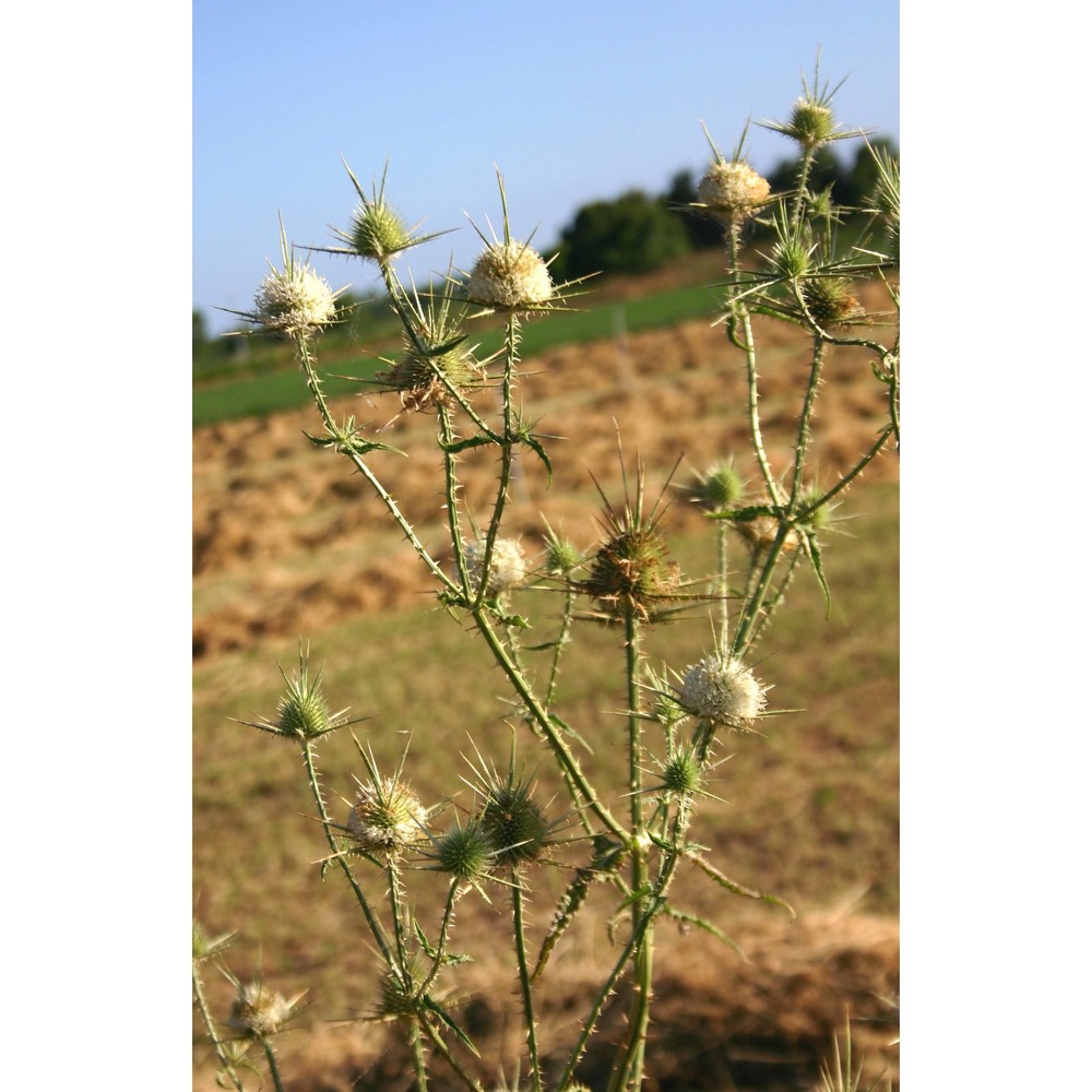 dipsacus ferox loisel.