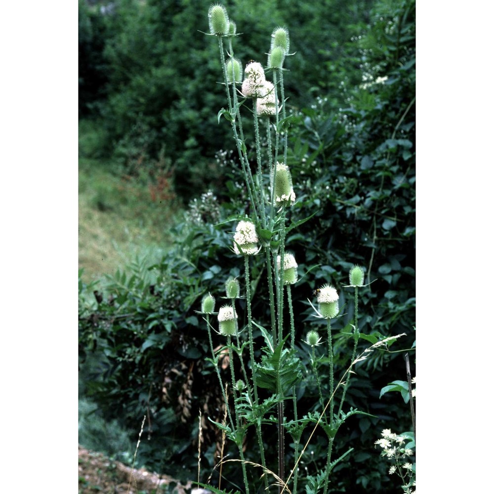 dipsacus laciniatus l.