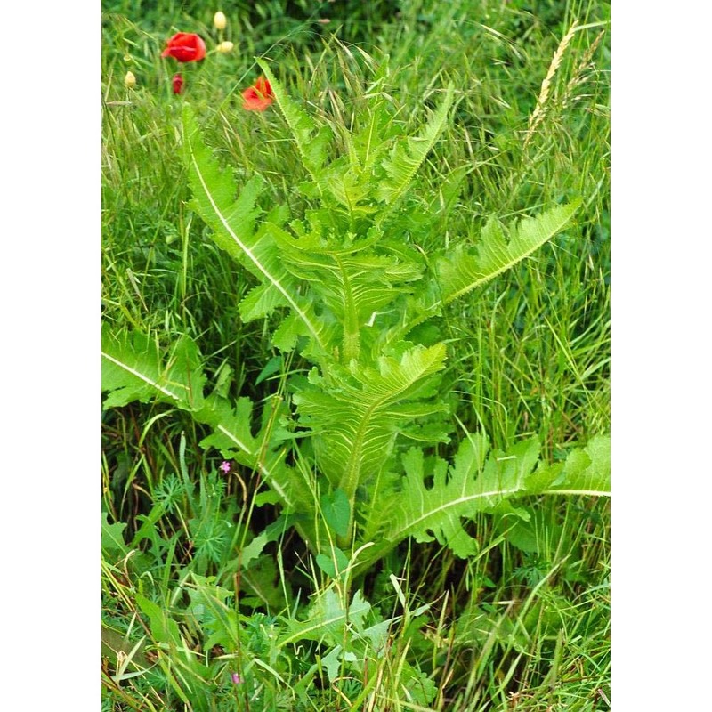 dipsacus laciniatus l.