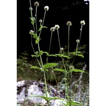 dipsacus pilosus l.