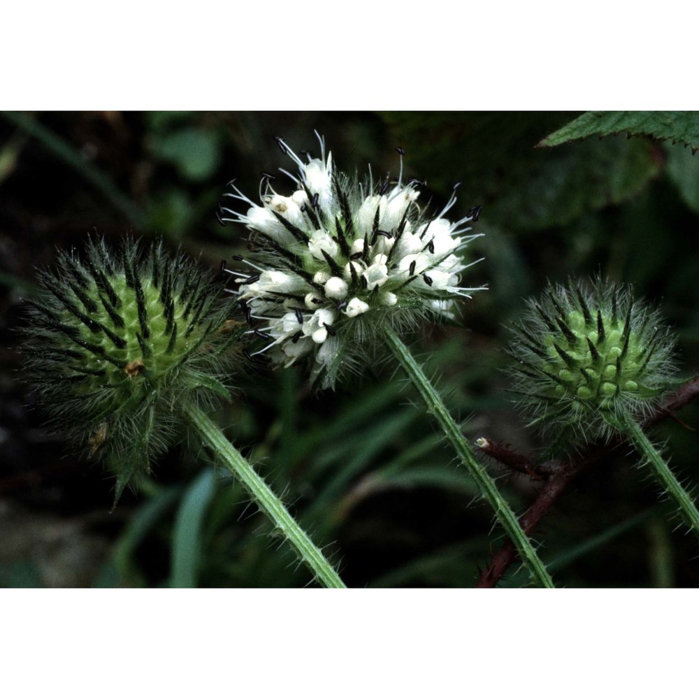 dipsacus pilosus l.