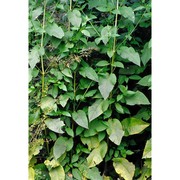 dipsacus pilosus l.